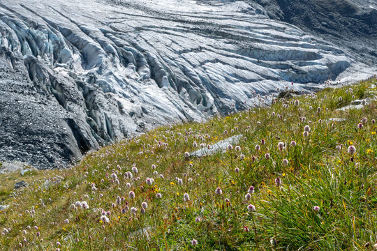 Mountainous landscape. View at apine meadow on the background of open glacier.