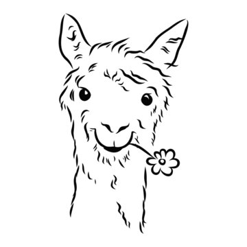 vector image of a cute alpaca, portrait of a llama