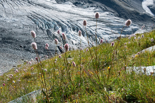 Mountainous landscape. View at apine meadow on the background of open glacier.