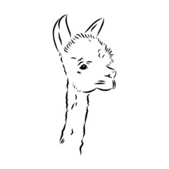 sketch of cute alpaca, portrait of a llama
