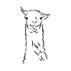 sketch of a cute alpaca, portrait of a llama