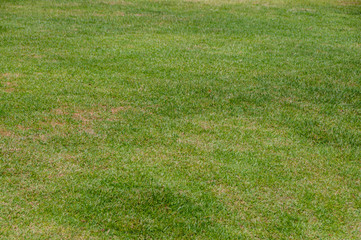 Green lawn background