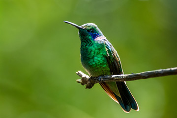 Amazilia decora, Charming Hummingbird, bird feeding sweet nectar from flower pink bloom. Hummingbird behaviour in tropic forest, nature habitat in Corcovado NP, Costa Rica. Two bird in fly, wildlife.