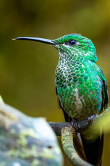 Fototapeta premium Amazilia decora, Charming Hummingbird, bird feeding sweet nectar from flower pink bloom. Hummingbird behaviour in tropic forest, nature habitat in Corcovado NP, Costa Rica. Two bird in fly, wildlife.