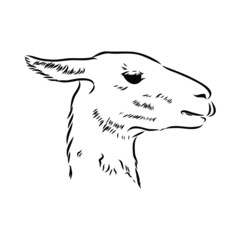 head of a llama alpaca 