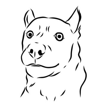 vector image of a dog