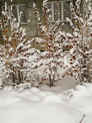 Low bushes with withered leaves covered with snow caps
