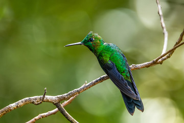 Amazilia decora, Charming Hummingbird, bird feeding sweet nectar from flower pink bloom. Hummingbird behaviour in tropic forest, nature habitat in Corcovado NP, Costa Rica. Two bird in fly, wildlife.