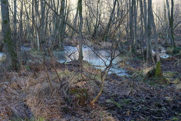 Gefrorene Wasserfläche in einem Auenwald