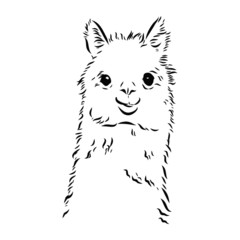 vector illustration of cute alpaca, portrait of a llama