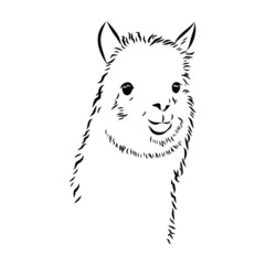 illustration of a cute alpaca, portrait of a llama