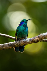 Amazilia decora, Charming Hummingbird, bird feeding sweet nectar from flower pink bloom. Hummingbird behaviour in tropic forest, nature habitat in Corcovado NP, Costa Rica. Two bird in fly, wildlife.