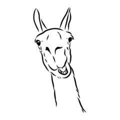 vector illustration of a head, talking llama, alpaca, vector sketch