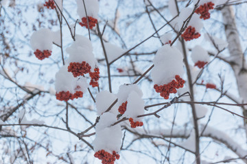 Bunches of red rowan berries in the snow on the branches in the winter garden, natural background.