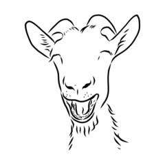 head of ram, portrait of a laughing goat, funny animal, vector sketch