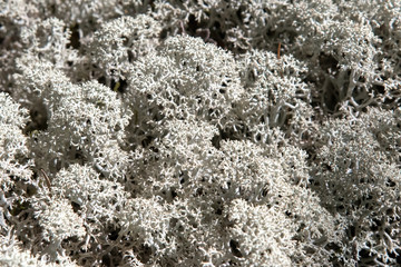 Reindeer moss (Cladonia stellaris) in the mountain forest.