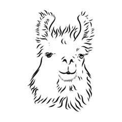 head of a lama, portrait of a serious llama, sketch 
