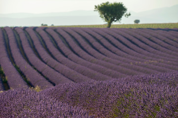 Fototapeta na wymiar Natural attractions of the Provence region in France