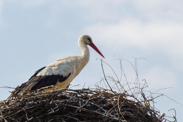 A white stork sits in a nest.