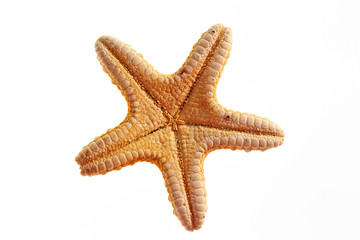 Isolated starfish on white background 