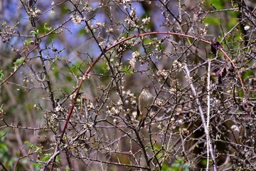 chiffchuck in a bush with blossom