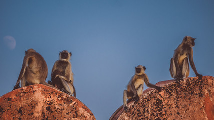 monkeys of jaipur