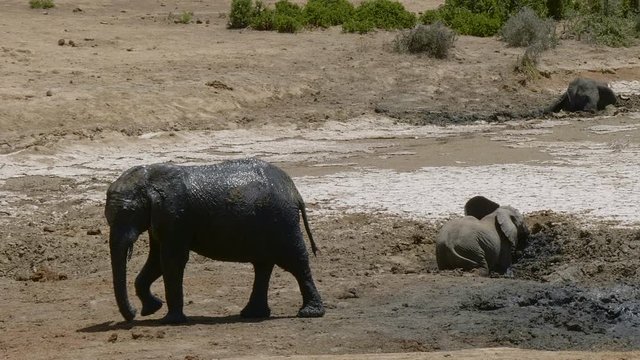 African Elephant leaves watering hole after coating itself with cool mud.