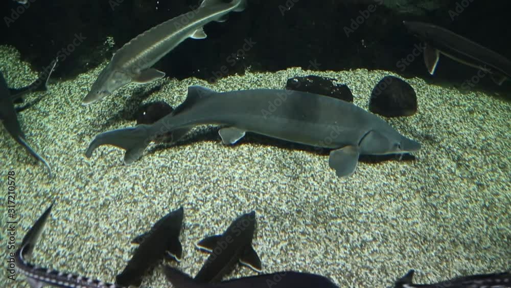 Wall mural Freshwater fish sturgeon, sturgeon, and Sevryuga swim on the sandy bottom of the aquarium. Marine life, fish.