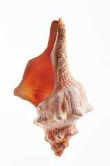 Isolated conch seashell on white background 