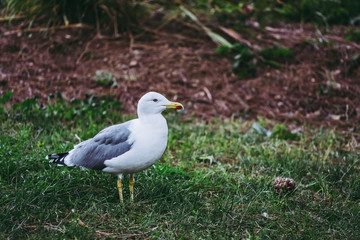 Oiseau de bord de mer goéland sur le gazon