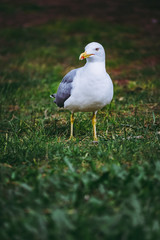 Oiseau de bord de mer goéland sur le gazon