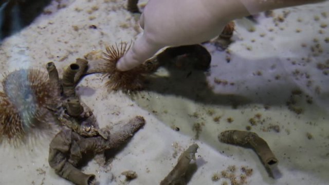 A child's hand touches the sea worm protula on the background of the sandy bottom. Marine life, fish.