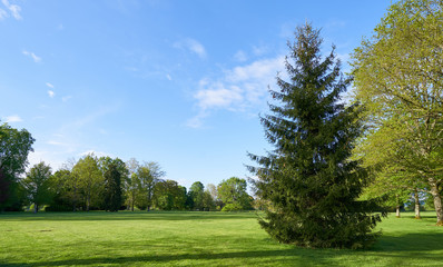 One Spruce in the background of a park with a lawn, deciduous trees and text space