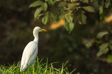 white egret along a forest