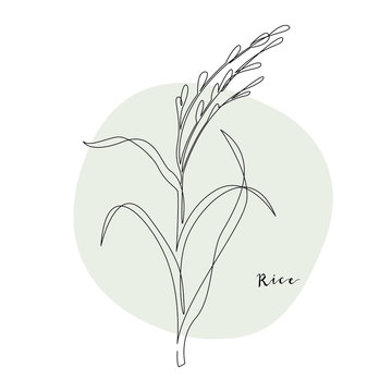 recommend clip art: Continuous line rice, grain crop. Vector line art. Perfect for logo, packaging design, icon, branding, cafe menu, flyer