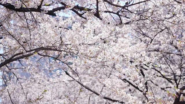 Beautiful yoshino sakura blooming in spring.