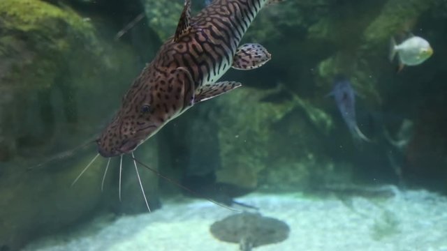 Giraffe catfish swims against the background of algae stones in close-up. Marine life, fish.