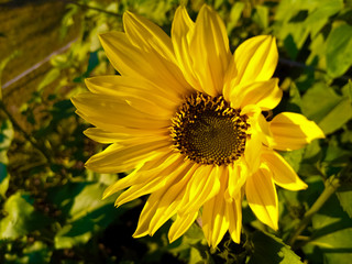 Yellow sunflower in the garden