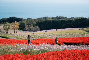 Awaji Hanasajiki Flower Garden in Japan