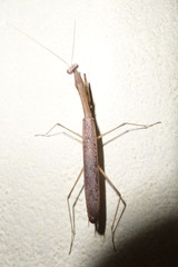 Grasshoppers are a kind of insects. They usually have large eyes.,