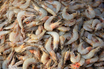 Prawns on the fish market in Mirissa, Sri Lanka