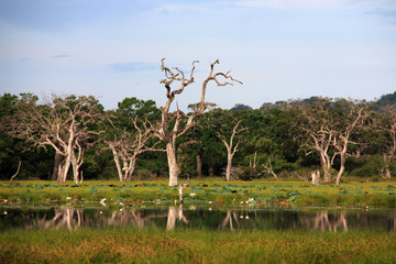 Bare tree trunks in the vast wetlands of the Yala National Park in Sri Lanka