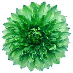 Deurstickers dahlia flower green. Flower isolated on a white background. No shadows with clipping path. Close-up. Nature. © nadezhda F
