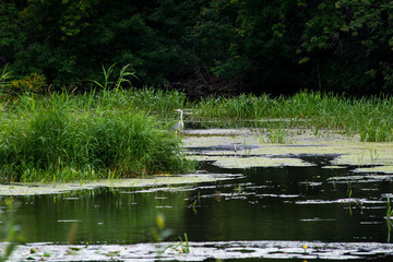 green summer landscape, a boat tied to the shore of a lake overgrown with reeds and lilies and a Heron hiding in the reeds