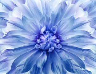 Floral blue background.  Dahlia  flower.  Close-up.  Nature.