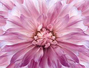 Floral pink background.  Dahlia  flower.  Close-up.  Nature.
