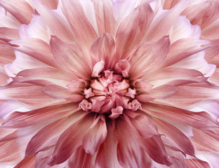 Floral light red background.  Dahlia  flower.  Close-up.  Nature.