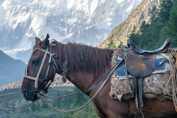 Horseback riding tour. Saddled horse on the background of huge covered with snow and ice mountain. Katun range, Altai, Altai Republic, Siberia, Russia.