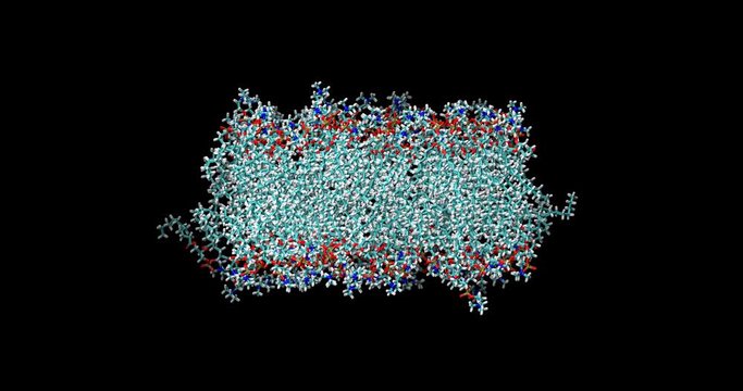 Lipid bilayer cross-section showing  two layers of phospholipids (stick representation)