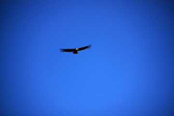 An Andean Condor soaring high above the Colca Canyon in Peru